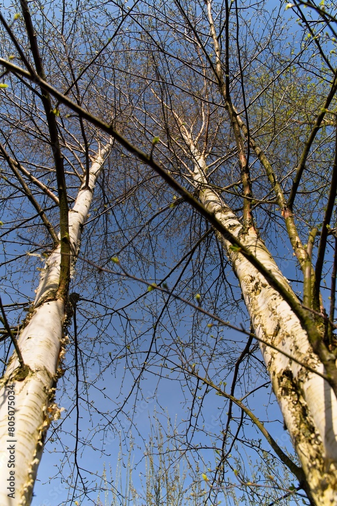 Fototapeta premium Large birch trunks stretching into the spring blue sky. 