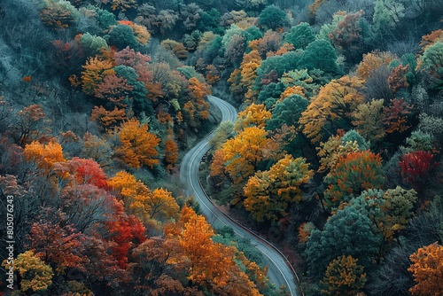 A colorful forest seen from above, with a winding road through it © Mari