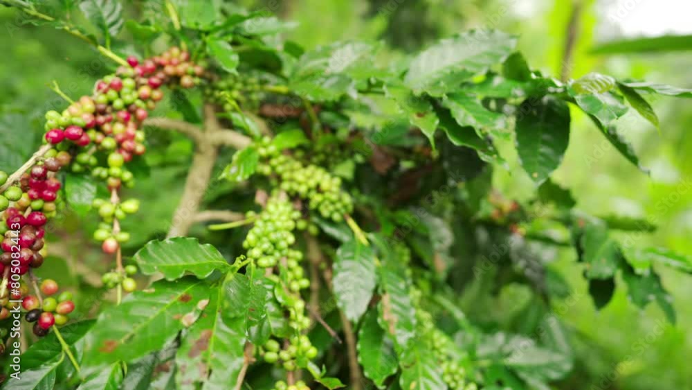 Close-up of arabica coffee cherries clinging to a branch in plantation, tropical agriculture and organic farming in rural setting Close-up of arabica coffee cherries clinging to a branch in plantation, tropical agriculture and organic farming in rural setting