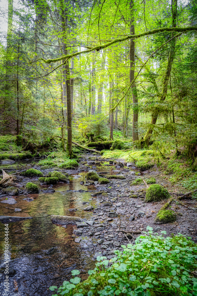 Obraz premium path in the woods