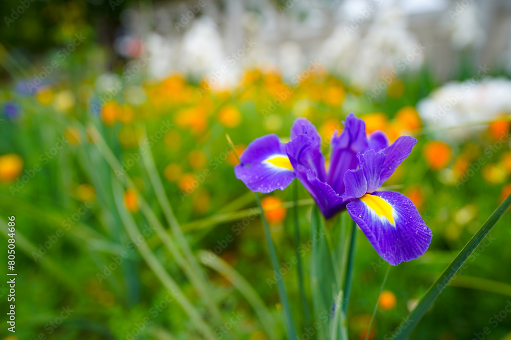 iris flower blue. spring flower. Iris hollandica 'Blue Magic' is a bulbous iris with blue flowers. detail. iris flower blue. spring flower. Iris hollandica 'Blue Magic' is a bulbous iris with blue flowers. detail.
