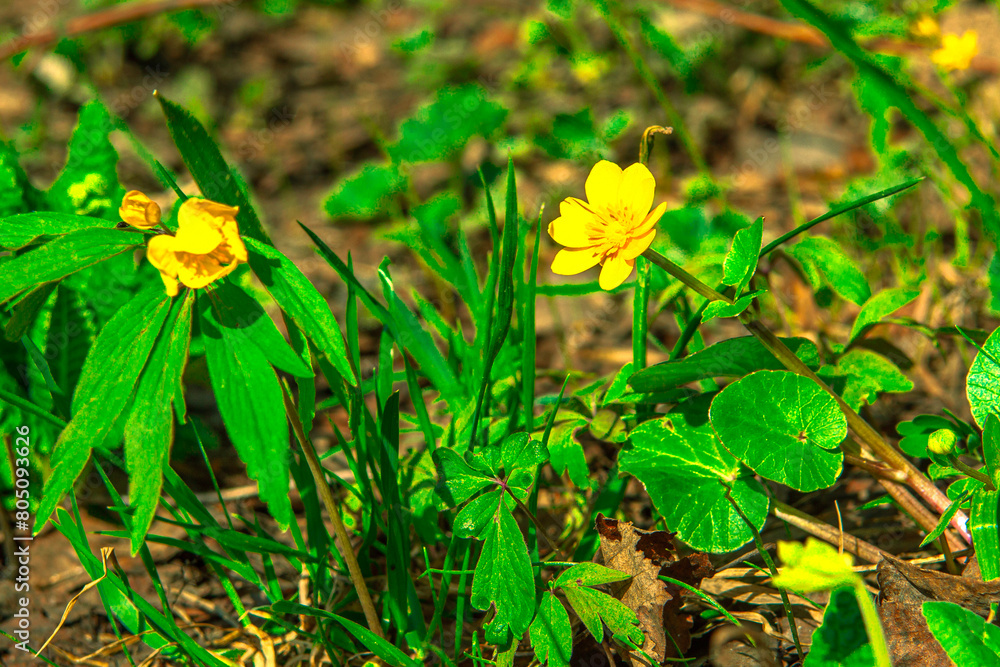 Yellow flowers bloom in spring in the forest. Snowdrops. blue buttercups. Abstract field landscape.spring-summer concept. close-up and blurred forest background. Idyllic nature. orchid flower Yellow flowers bloom in spring in the forest. Snowdrops. blue buttercups. Abstract field landscape.spring-summer concept. close-up and blurred forest background. Idyllic nature. orchid flower