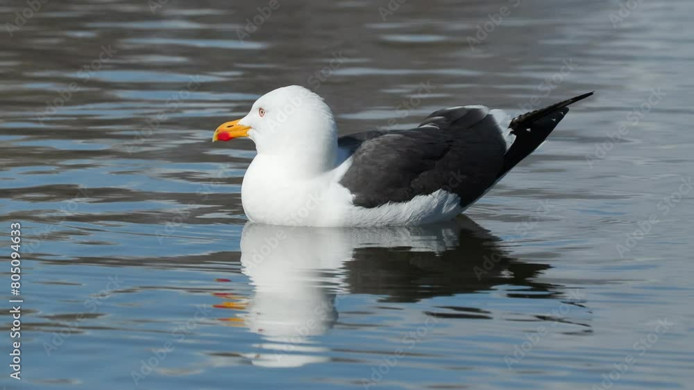 lesser black backed gull on water watch alert østensjø lake bird sanctuary norway lesser black backed gull on water watch alert østensjø lake bird sanctuary norway