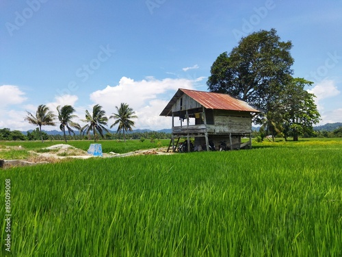 A hut or cottage in the middle of green rice plants.