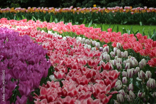 la plus beau jardin de fleurs au pays bas