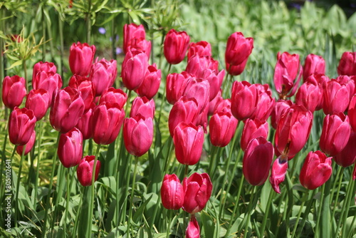 la plus beau jardin de fleurs au pays bas