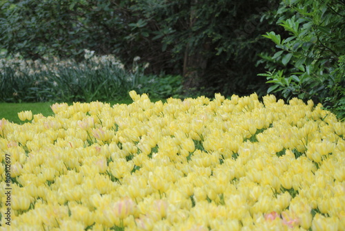 Fotografie le plus beau jardin de flerus au pays bas Keukenhof