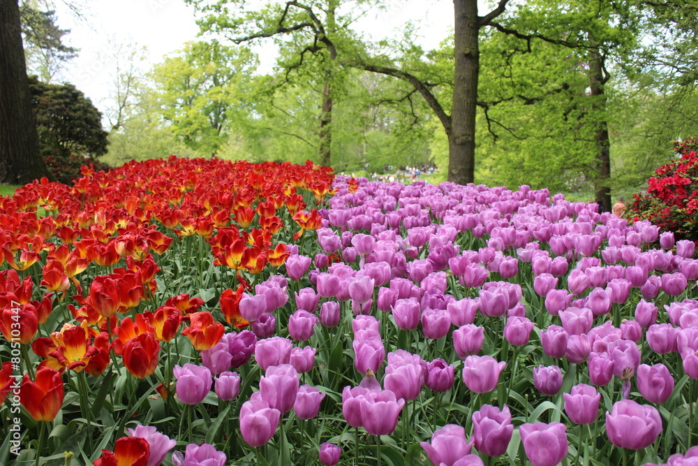 le plus beau jardin de fleurs au pays bas