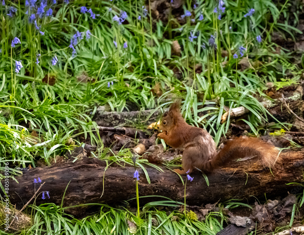 Endangered Red Squirrels on the Isle of Anglesey