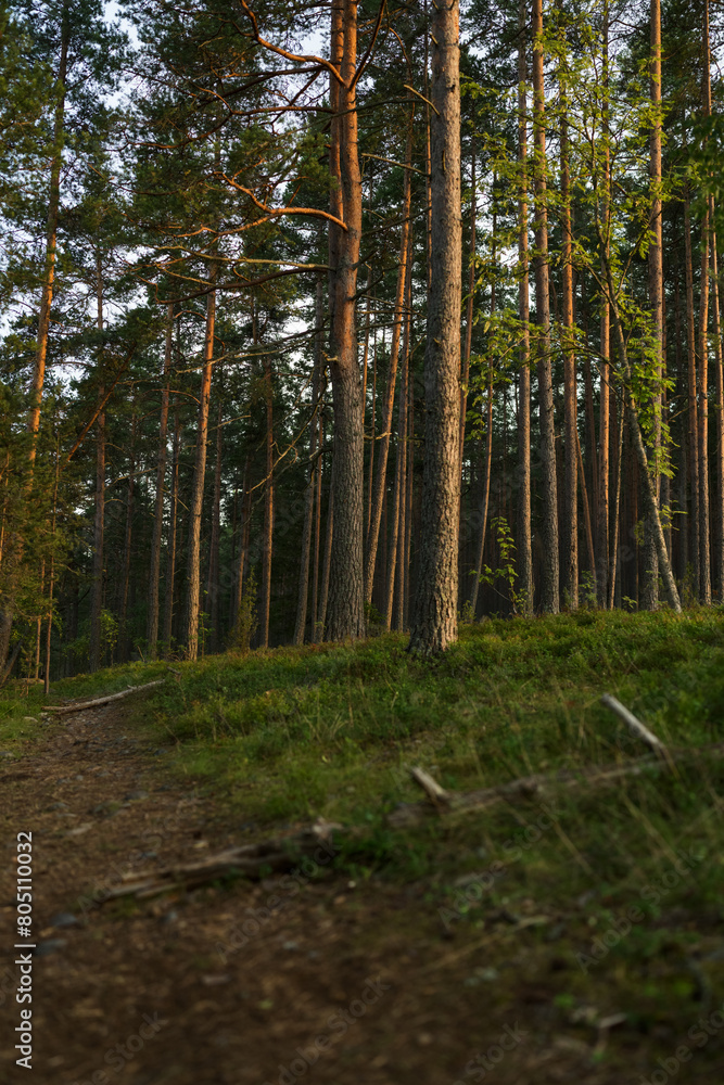 Summer pine forest on a warm day with lots of greenery and bilberries Summer pine forest on a warm day with lots of greenery and bilberries