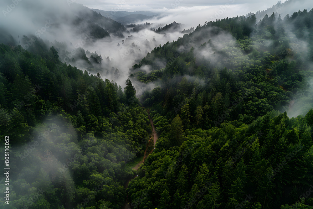 Mystical Autumn Fog in Black Forest, Germany - Enchanting Landscape with Rising Fog, Autumnal Trees, and Firs Mystical Autumn Fog in Black Forest, Germany - Enchanting Landscape with Rising Fog, Autumnal Trees, and Firs