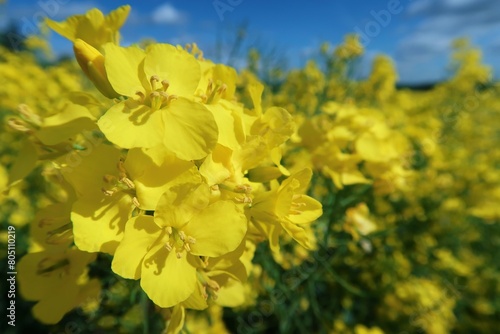 Gros plan sur des fleurs de colza (brassica napus), aux pétales jaunes, dans un champ en Champagne Ardenne, au printemps (France)