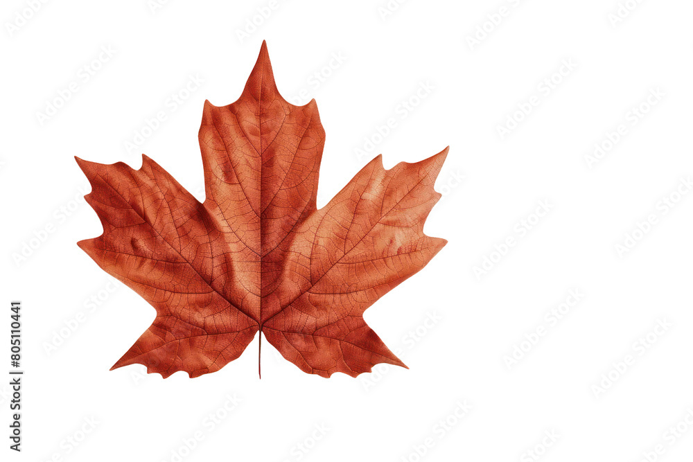 Fototapeta premium Maple leaf on a transparent background. Canada Day autumn concept.