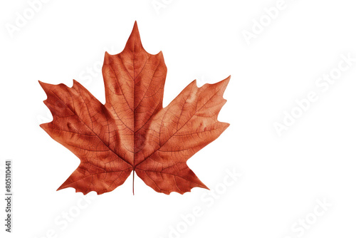 Maple leaf on a transparent background. Canada Day autumn concept.