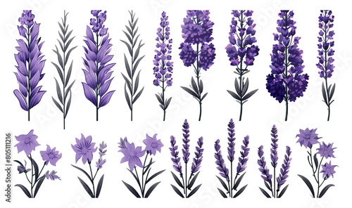 Set of violet lavender flowers elements. Collection of lavender flowers on a isolated white background. Vector illustration bundle for wedding invitation and greeting card.