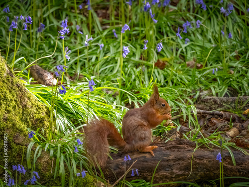 Endangered Red Squirrels on the Isle of Anglesey photo