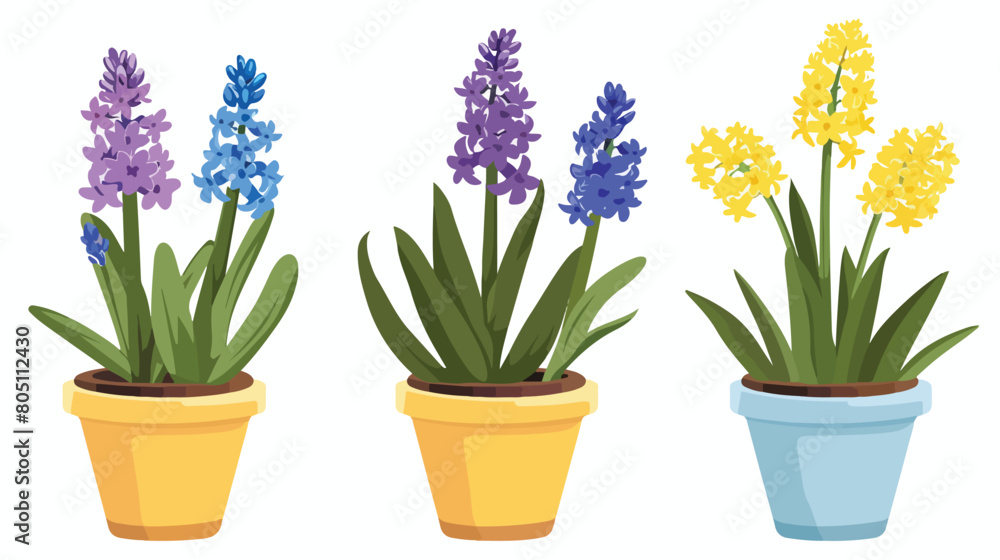 Hyacinth plants in pots on white background Vector style