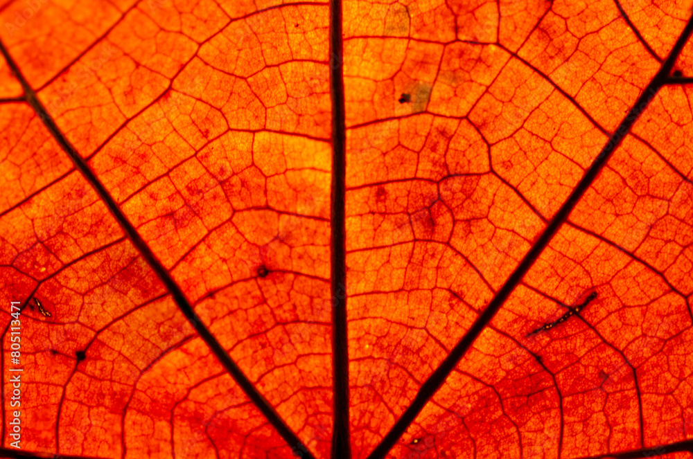 Obraz premium Dried leaf; fine details and very high-res for backgronds.