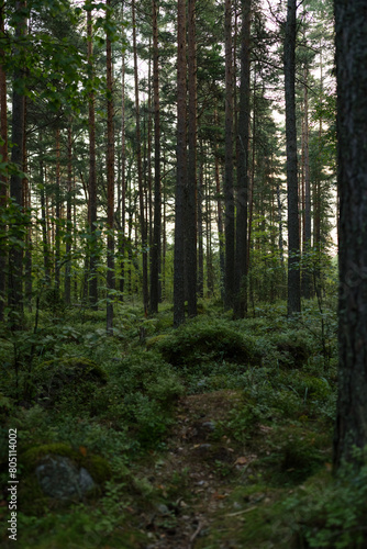 Summer pine forest on a warm day with lots of greenery and bilberries © GCapture