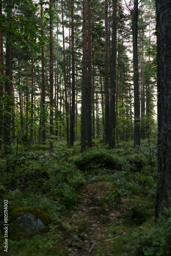 Summer pine forest on a warm day with lots of greenery and bilberries