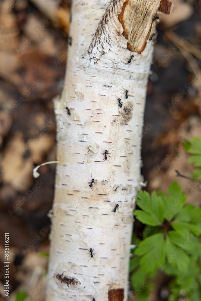 Ants crawl on the bark of a tree. Ants crawl on the bark of a tree.