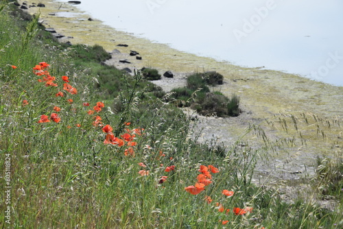 Poppies on the shore of the lagoon