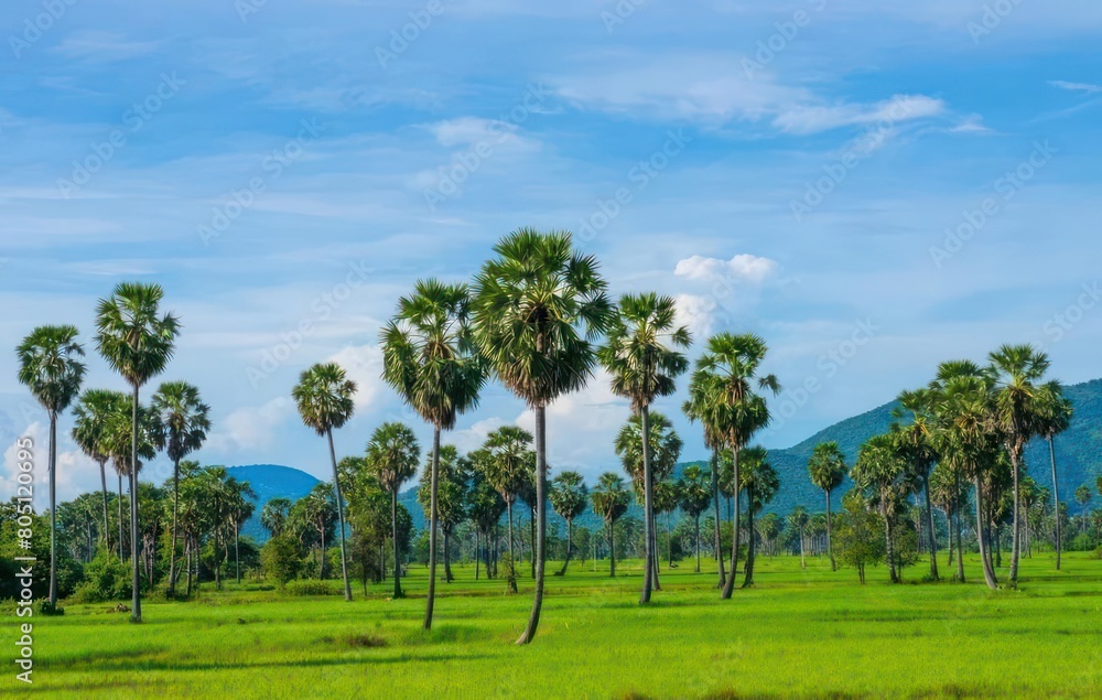Palm tree at the Country side Palm tree at the Country side