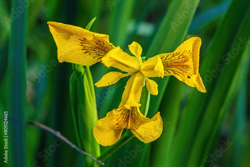 Foto Flower Iris pseudacorus - the yellow flag, yellow iris, or water flag, is a spec
