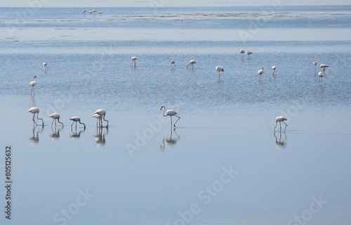 Flock of flamingo