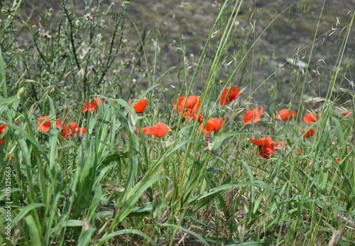 red poppy flowers