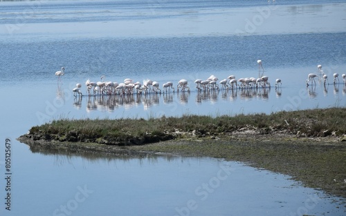 flamingo on the beach