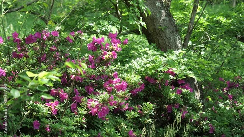 Wallpaper Mural 山に咲いた鮮やかなツツジの花 Torontodigital.ca