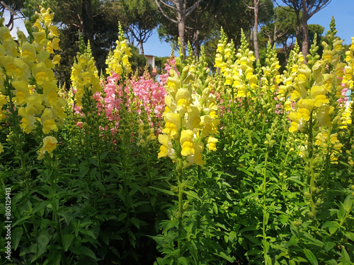 Antirrhinum bushes with yellow and pink flowers bloom in the park. photo