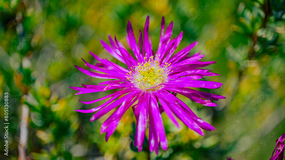 松葉菊 松葉菊