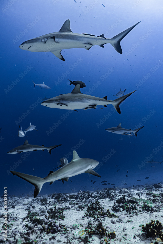 Naklejka premium shark