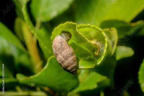 Wallpaper Mural Small snail close-up, insects of Ukraine, details, nature, summer, spring Torontodigital.ca