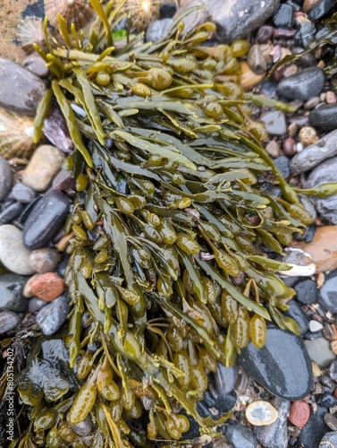 Egg Wrack, or Knotted Wrack, seaweed (Ascophyllum nodosum)