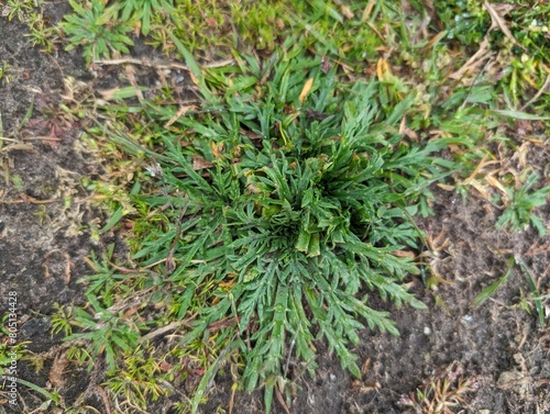 Leaves of Buck's-horn Plantain (Plantago coronopus)
