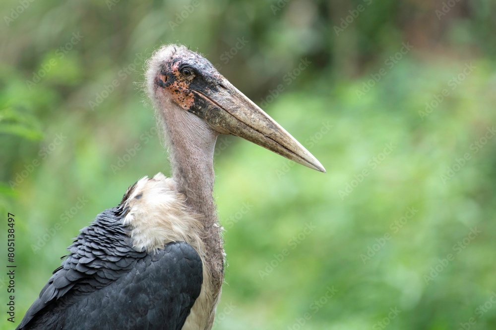 Obraz premium close up headshot of a Marabou stork in the Africa wilderness