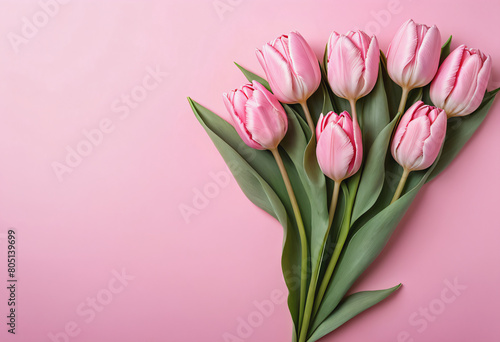 Light pink tulip on pink background