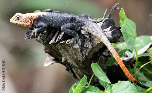 Fotografie close up of a single rainbow agama sitting alert on a tree trunk