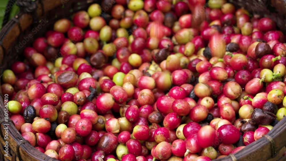 Basket full of freshly harvested arabica coffee berries falling in slow motion, ripe beans for premium coffee production Basket full of freshly harvested arabica coffee berries falling in slow motion, ripe beans for premium coffee production