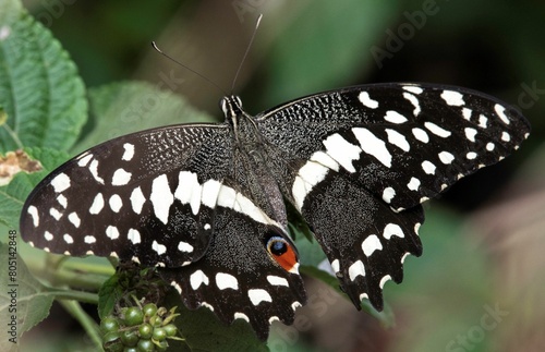 one large white butterfly with open wings in the African wilderness
