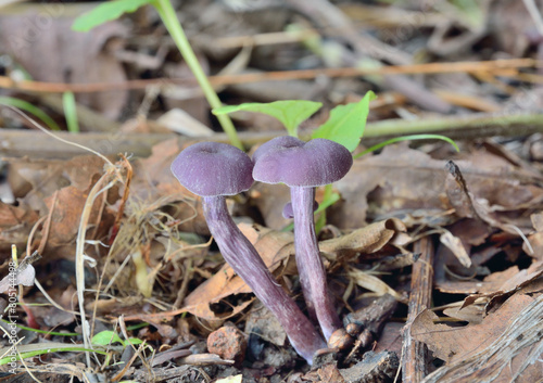 Edible mushrooms (Laccaria amethystina)