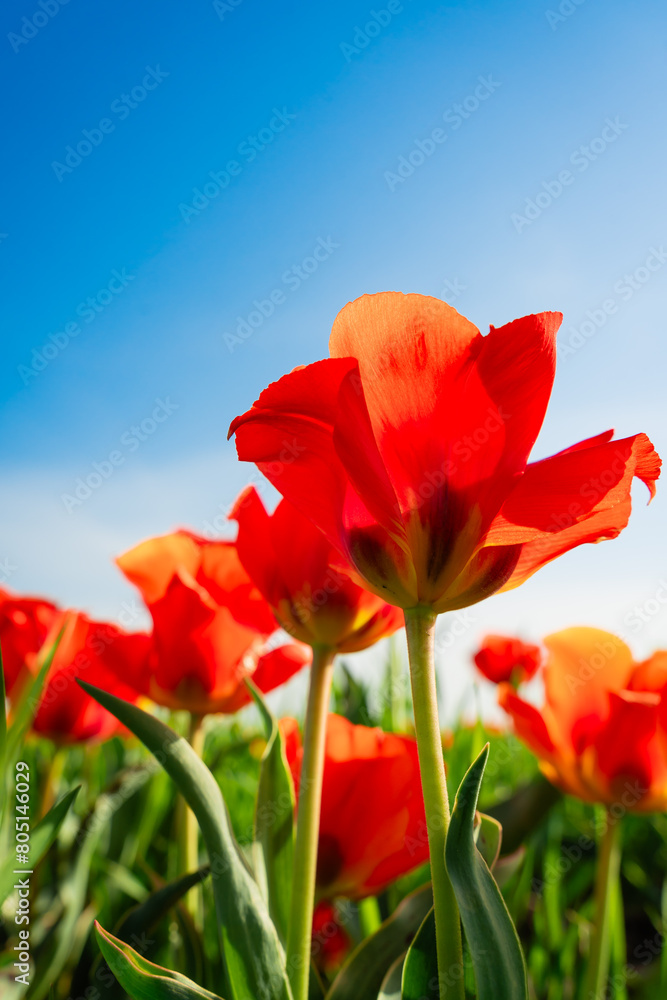 Obraz premium tulip Greig field