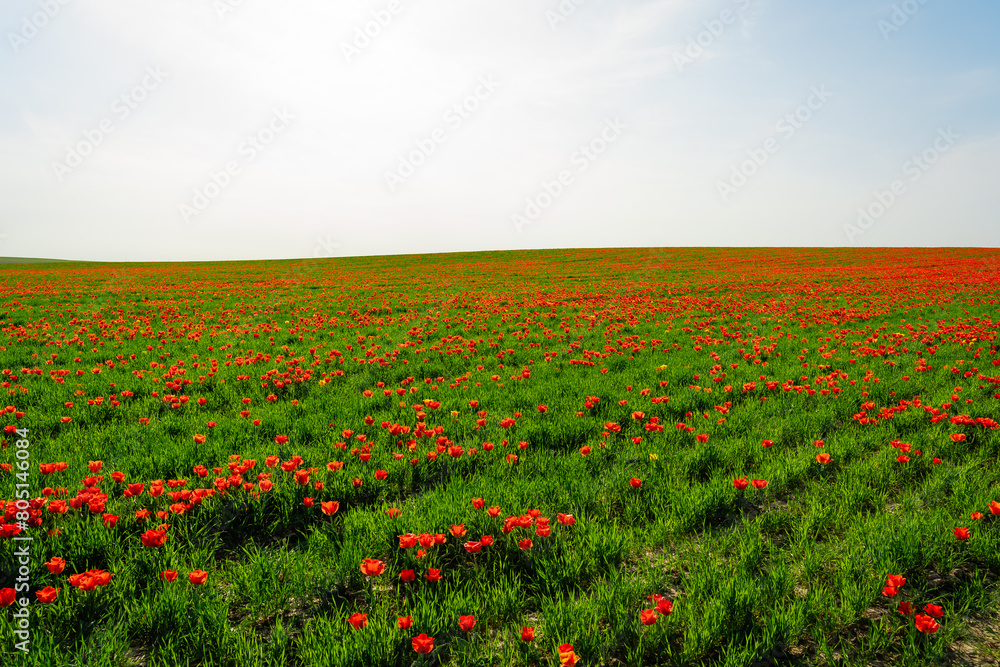 tulip Greig field