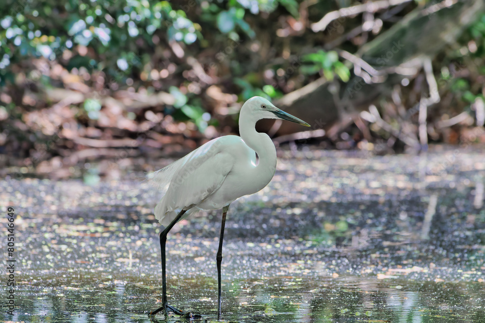 Obraz premium 沼のコサギ