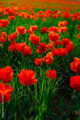 tulip Greig field © Шухрат Хакимов