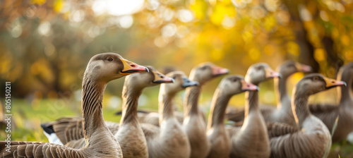 A flock of ducks are standing in a field photo