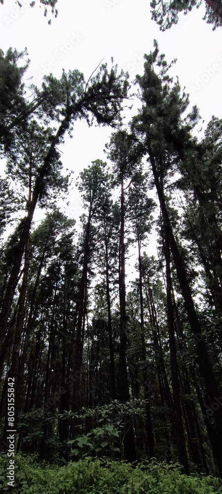 pine tree forest pine tree forest